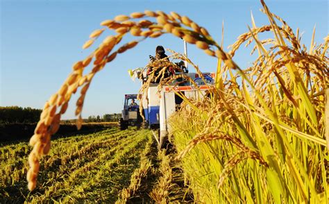 发改委我国粮食供应充足价格平稳 粮食安全总体有保障凤凰网陕西 凤凰网