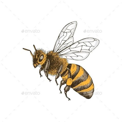 Sketch Honey Bee Side View Vector Drawing in 2023 | Vector drawing ...