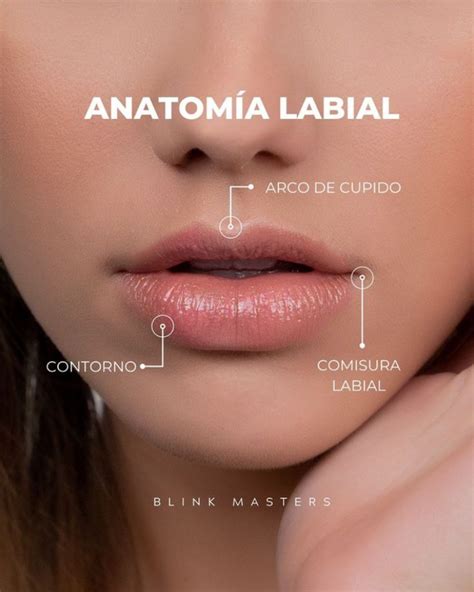 Es Fundamental Conocer En Detalle La Anatomia Labial Para Realizar Un