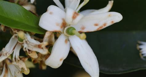 Florada e manejo da podridão floral principais dúvidas dos