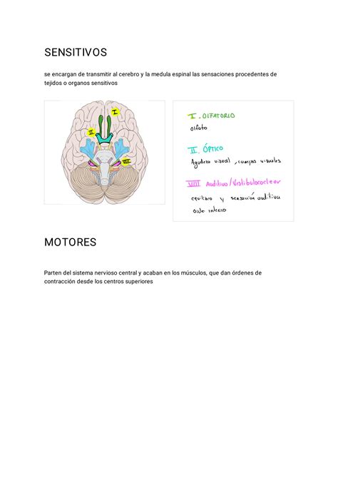 Solution Nervios Craneales Studypool