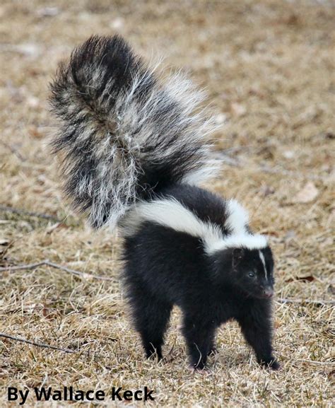 Skunks of NC: Spotted and Striped - North Carolina Wildlife Federation