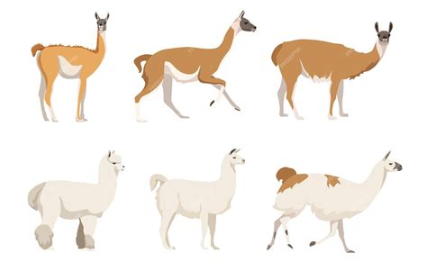 Premium Vector | Set of camelids south america in a cartoon style vector illustration of ...