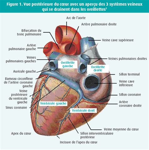 Forum Veineux Tijdschrift Voor Cardiologie