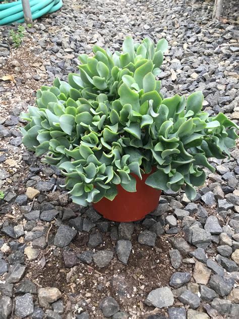 Crassula Arborescens ‘blue Waves’ The Madd Potter