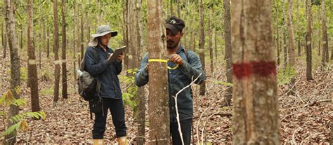 Inventarios Forestales Y Su Importancia En El Manejo De Plantaciones Y