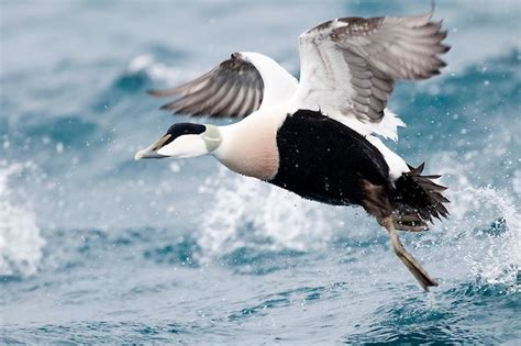 Common Eider male | Duck pictures, Waterfowl art, Waterfowl taxidermy