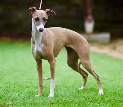 Italian Greyhound Colors A Complete Guide