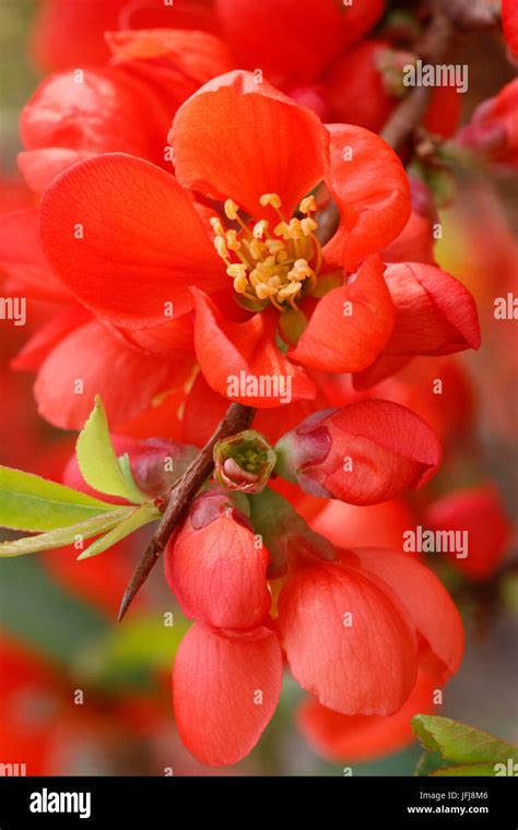 Japanese Flowering Quince Chaenomeles Japonica Red Blossoms Stock