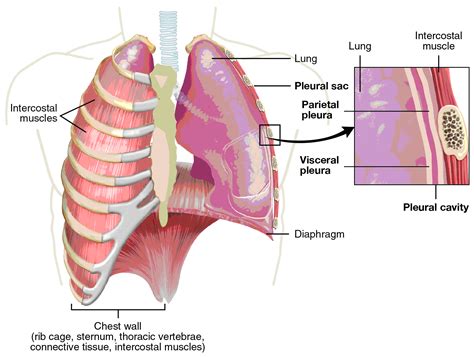 Respiratory System- Anatomy