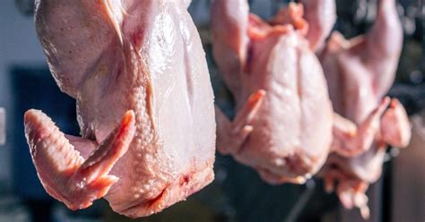 Broiler production to decline across Europe - Poultry Network