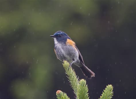 Birding Mengbishan Sichuan China 10000 Birds