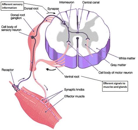 Spinal Cord Cross Section