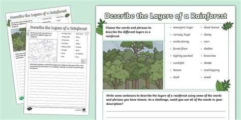 Describe The Layers Of A Rainforest Worksheet Twinkl