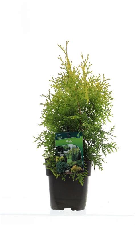 Thuja Occidentalis Yellow Ribbon Plant Wholesale FlorAccess