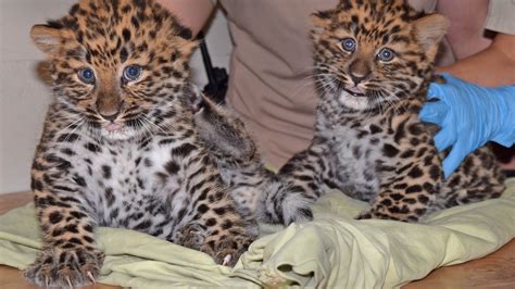 2 Newborn Leopard Cubs ‘Doing Well’ at Brookfield Zoo | Chicago News | WTTW