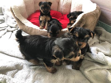 Yorkshire Terrier Kaufen Und Welpe Aus N Rten Hardenberg