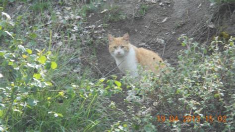 Sarı Kedi 434180 Uludağ Sözlük Galeri