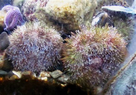 Green Sea Urchin Fact Sheet