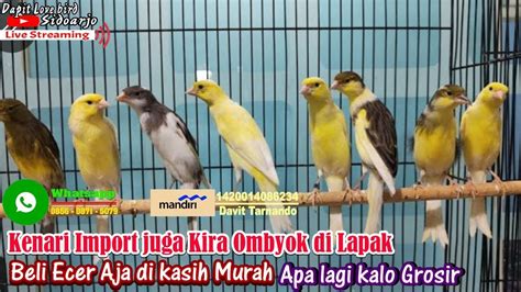 KENARI OMBYOKAN TERMURAH TERLARIS Tersedia Kenari Bahan Dan