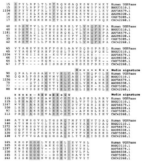 Amino Acid Sequence Alignments Amino Acid Sequence Alignments Are Shown