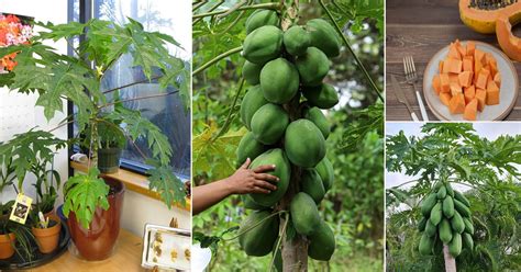 How To Grow Papaya Tree Care In Garden And Pots