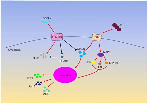 Short Chain Fatty Acids And Their Association With Signalling Pathways