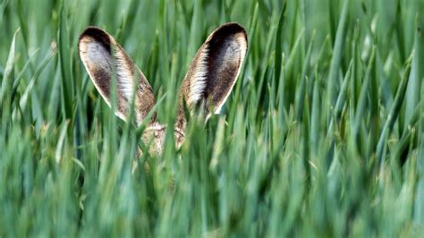 Wie wird das Wetter an Ostern 2017 Osterwochenende bringt Regen für