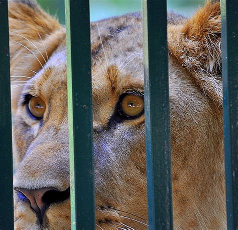 Hinter Gittern Karin Rogmann Flickr