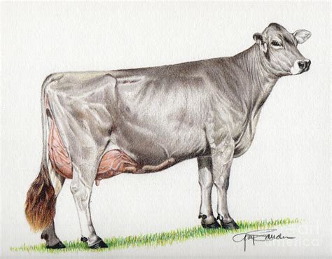 Brown Swiss Cow Painting By Gary Sauder