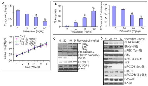 Resveratrol Inhibits The Growth Of PANC 1 Tumors Orthotopically