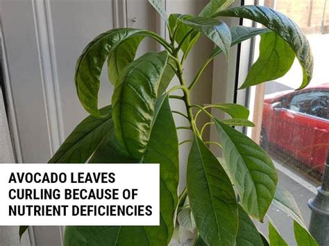 8 Reasons Why Avocado Leaves Are Curling And How To Fix It World Of