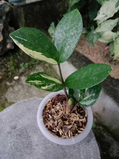 Zamioculcas VARIEGATED (81813), Furniture & Home Living, Gardening, Plants & Seeds on Carousell