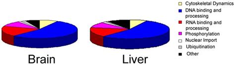 The Nuclear Proteome The Molecular Functions Annotated By Go Of The