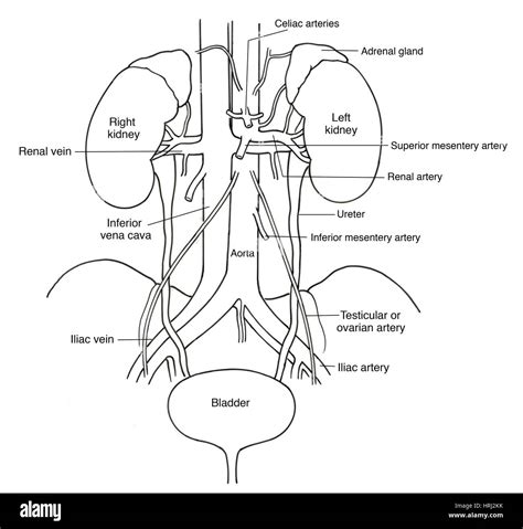 Ovarian artery hi-res stock photography and images - Alamy