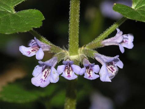 Glechoma Hederacea Lamiaceae Image At Phytoimages Siu Edu