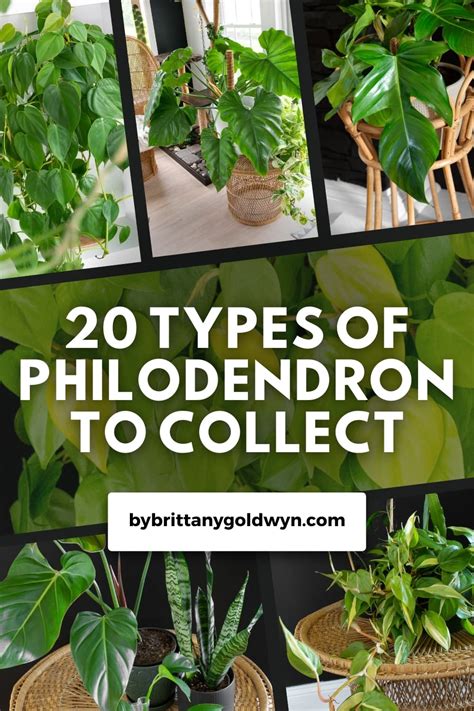 Philodendron To Collect Pin By Brittany Goldwyn Live Creatively