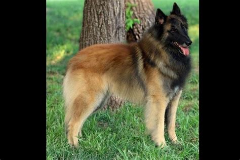 Belgian Tervuren Puppies For Sale - AKC PuppyFinder