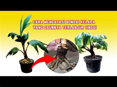 Cara Mengatasi Bonsai Kelapa Yang Daunnya Terlanjur Tinggi Youtube