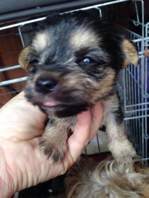 Norfolk Terrier X Jack Russell In Soham Cambridgeshire Gumtree