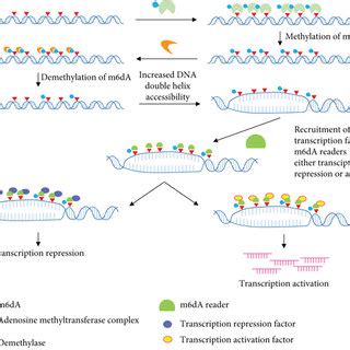 Dynamic Regulation Of Genomic Dna N Methyladenosine M Da Levels By