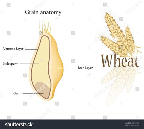 Parts Of A Kernel Of Wheat