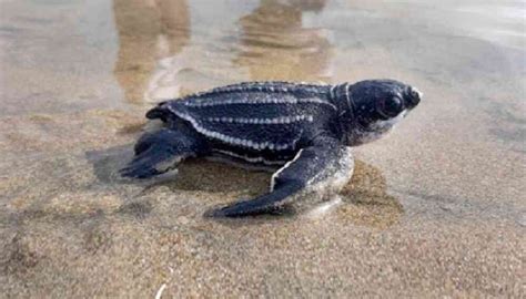 Hist Rico Nacieron Tortugas La D Las M S Grandes Del Mundo En