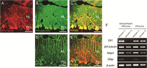 Conditional Ablation Of Dll In Cerebellar Inhibitory Neurons A E