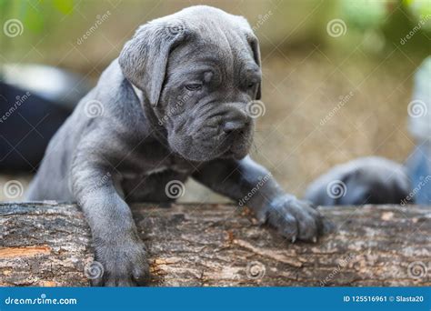 Cane Corso Puppy One Month Old Discovering In The Garden Stock Image