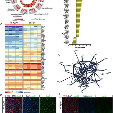 Transcriptomic Analysis Identifies Unique Transcriptional Signatures Download Scientific