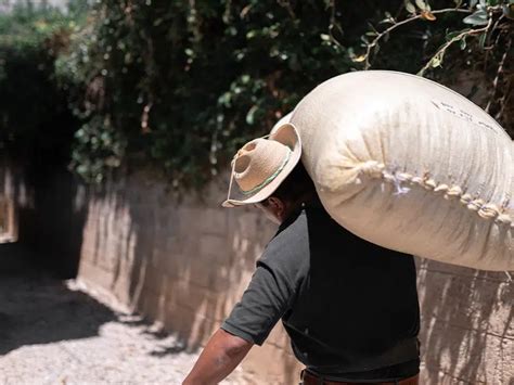 Conoce cuáles son los estados productores de café en México