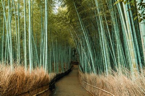 Discover Bamboo Sustainable Uses And Its Environmental Benefits