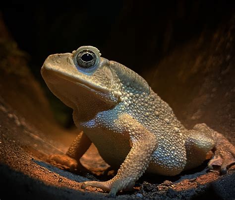 A Life In The Gutter Asian Toad Incidental Naturalist