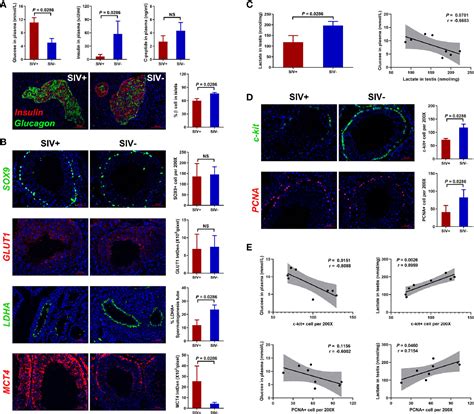 Frontiers Glucose Metabolism Disorder Induces Spermatogenic